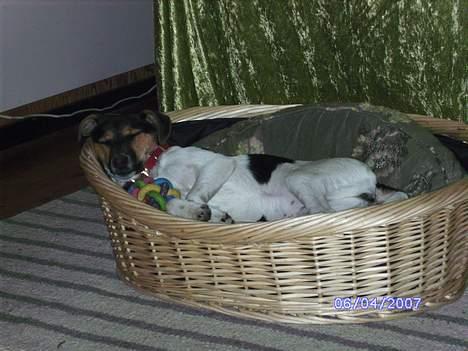 Dansk svensk gaardhund Kvik - Det er dejligt at få en lur billede 8