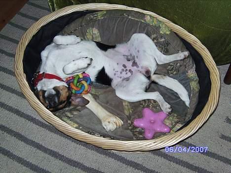 Dansk svensk gaardhund Kvik - Drømmeland billede 9