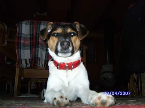 Dansk svensk gaardhund Kvik - Skal jeg nu fotograferes igen. billede 10