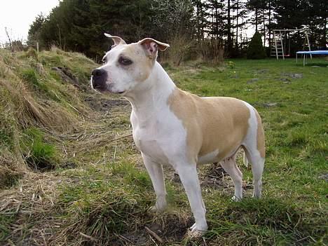Amerikansk staffordshire terrier Ashare - Velkommen til Asharas profil  billede 1