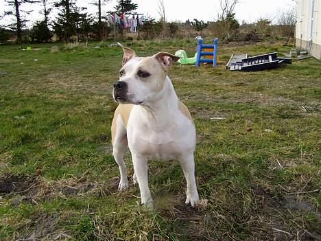 Amerikansk staffordshire terrier Ashare billede 2