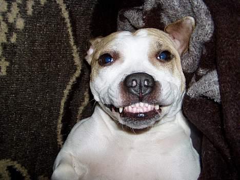 Amerikansk staffordshire terrier Ashare - SMIL!! billede 3