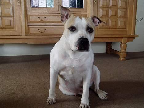 Amerikansk staffordshire terrier Ashare billede 4