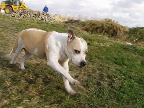 Amerikansk staffordshire terrier Ashare billede 5