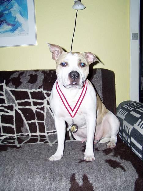 Amerikansk staffordshire terrier Ashare - Ashara med sin sølvmedalje. billede 6