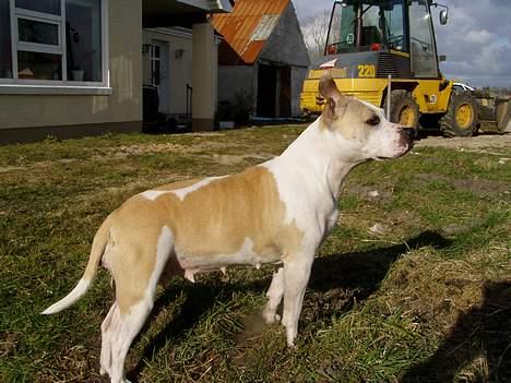 Amerikansk staffordshire terrier Ashare billede 7