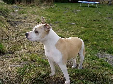 Amerikansk staffordshire terrier Ashare billede 8