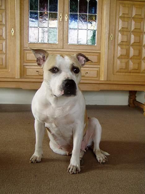 Amerikansk staffordshire terrier Ashare billede 9