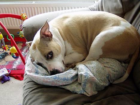 Amerikansk staffordshire terrier Ashare billede 10