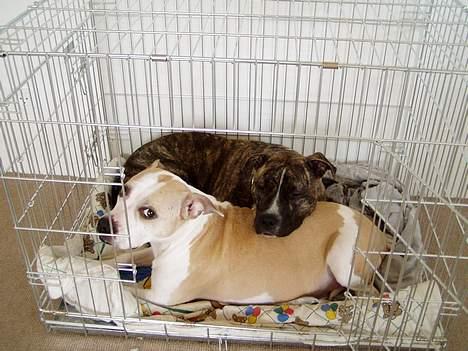 Amerikansk staffordshire terrier Ashare - Mor og datter billede 11