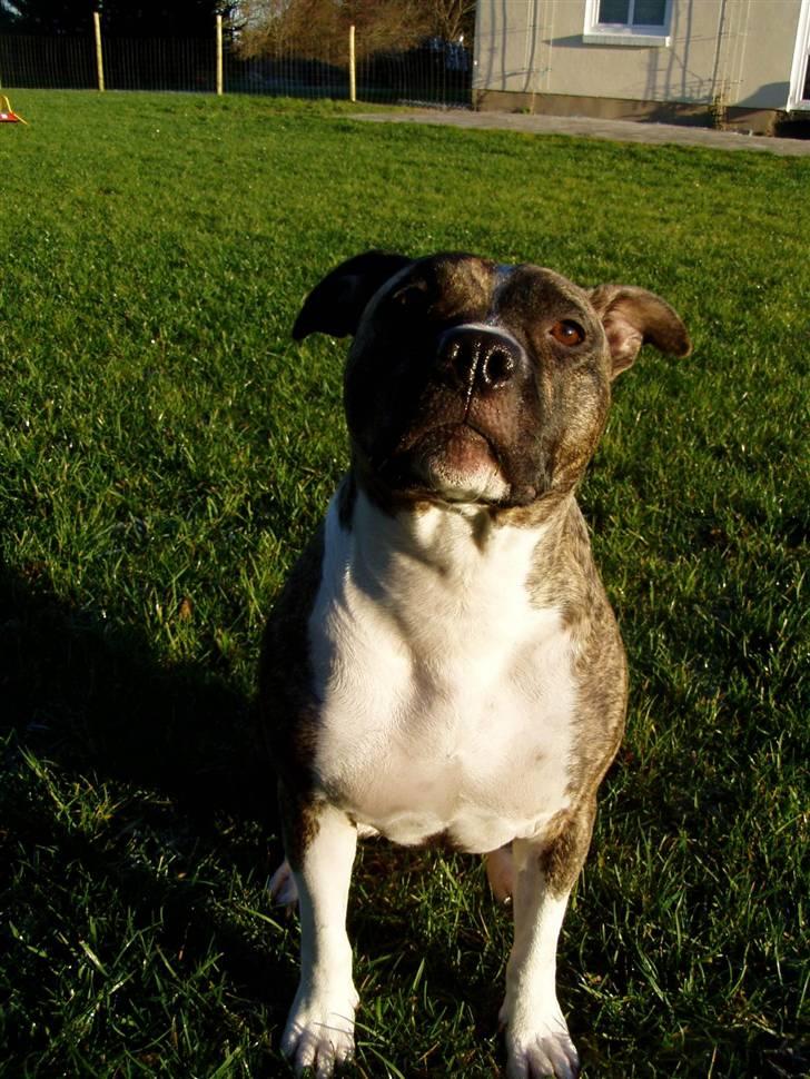 Amerikansk staffordshire terrier Nicki - Velkommen til Nickis profil billede 1