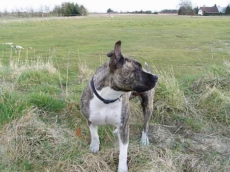 Amerikansk staffordshire terrier Nicki billede 2