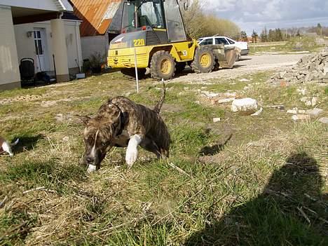Amerikansk staffordshire terrier Nicki billede 3