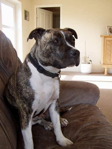 Amerikansk staffordshire terrier Nicki billede 4