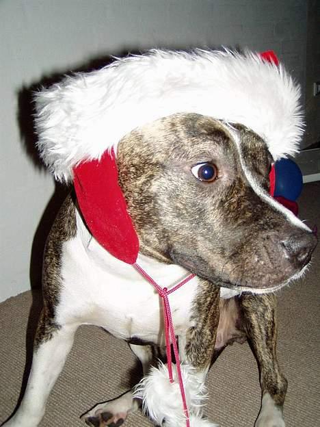 Amerikansk staffordshire terrier Nicki billede 5