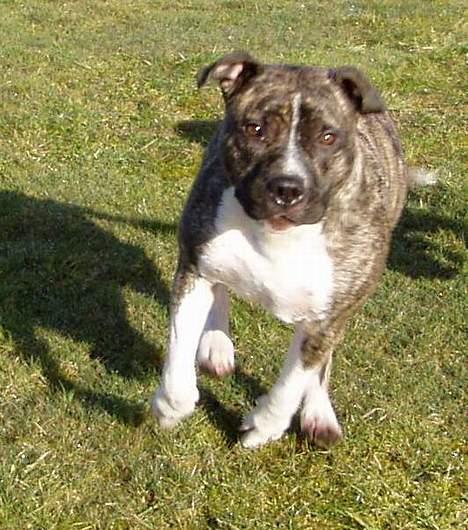 Amerikansk staffordshire terrier Nicki billede 6