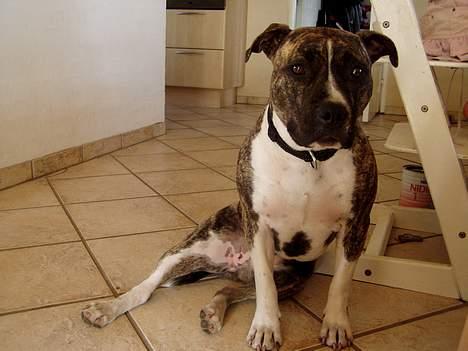 Amerikansk staffordshire terrier Nicki billede 7