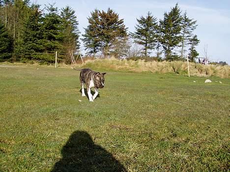 Amerikansk staffordshire terrier Nicki billede 8