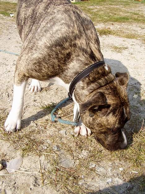 Amerikansk staffordshire terrier Nicki billede 9