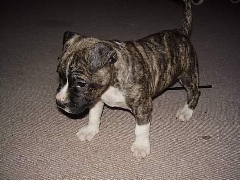 Amerikansk staffordshire terrier Nicki - Baby billede billede 10