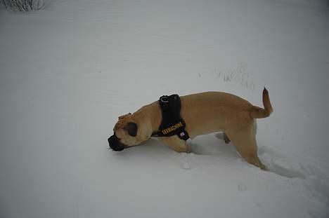 Bullmastiff ~ Mack ~ - Sjov hvid ting herude billede 1