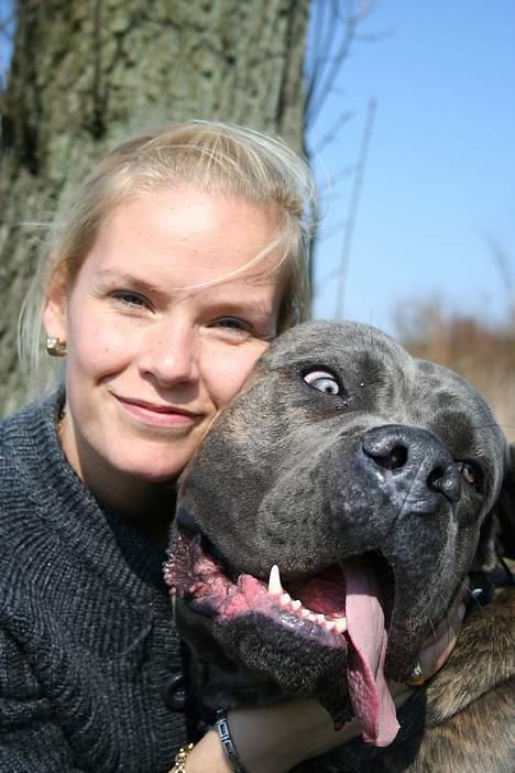 Cane corso Apollo R.I.P billede 16