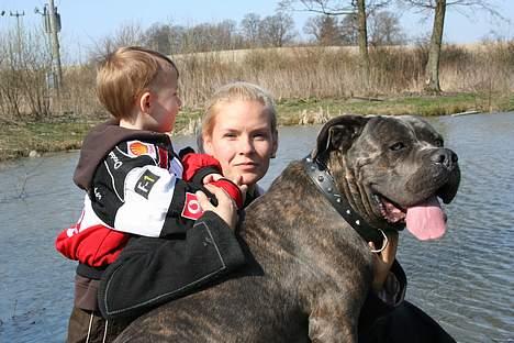 Cane corso Apollo R.I.P billede 17