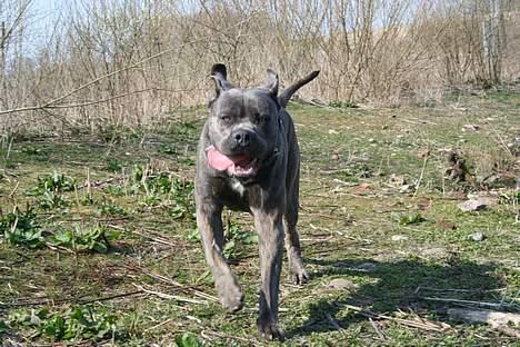 Cane corso Apollo R.I.P billede 18