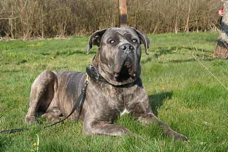 Cane corso Apollo R.I.P billede 19