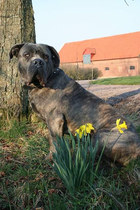 Cane corso Apollo R.I.P billede 20