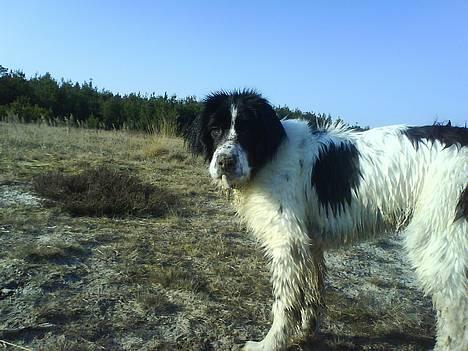 Landseer Pemfo billede 14