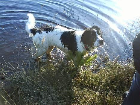 Landseer Pemfo billede 15