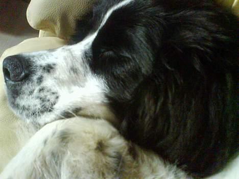 Landseer Pemfo billede 16