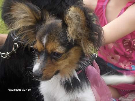 Blanding af racer sille - her er sille til børnedyrskue med min datter billede 1