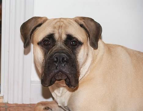 Bullmastiff ~ Mack ~ - la lige vær med det blinkeri billede 2