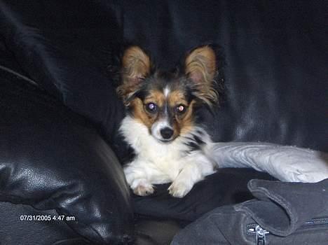 Blanding af racer sille - sille..ca 5 mdr gammel billede 2