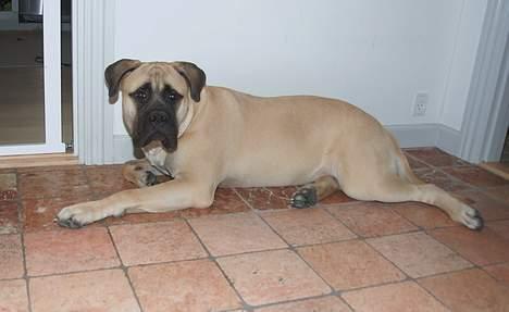 Bullmastiff ~ Mack ~ - Gulvvarme er guds gave til dovne hunde billede 3