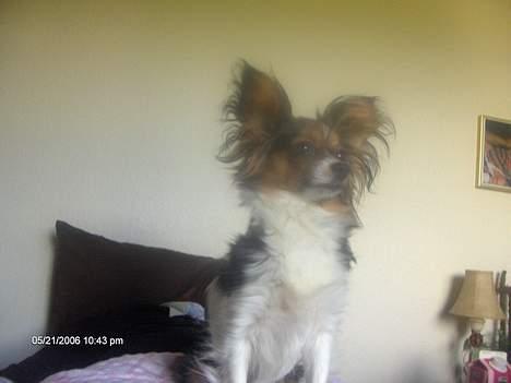 Blanding af racer sille - Sille har fået øje på noget billede 3