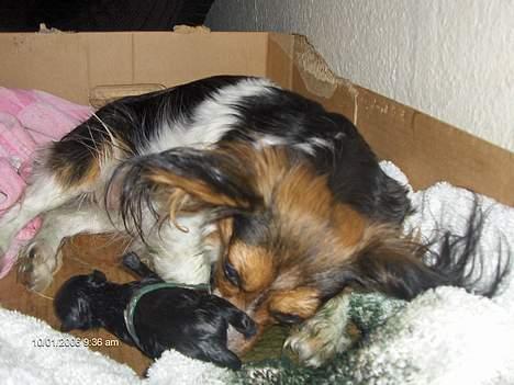 Blanding af racer sille - silles da hun fødte billede 4