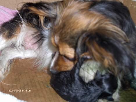 Blanding af racer sille - sille fik 2 hvalpe ..en sort og en brun..De var utrolig små..ved fødslen vejede den ene 60g og den anden 80g billede 5