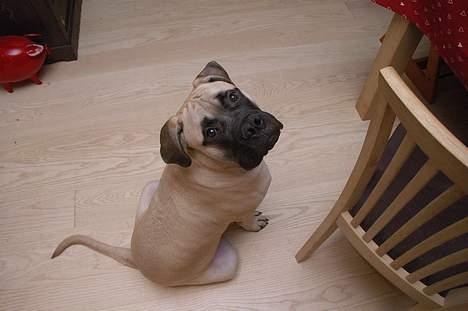 Bullmastiff ~ Mack ~ - Jeg tigger ikke billede 4