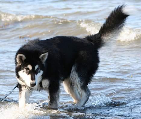 Alaskan malamute Maluq    R.I.P  august 2011 - strandtur billede 10