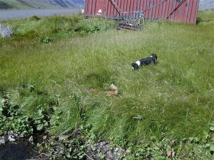 Blanding af racer Tulla *Min søsters* - "Prøv og se om i kan finde mig!" hehe ;) billede 14