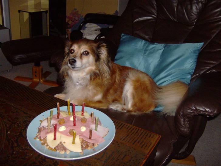 Blanding af racer Tulla *Min søsters* - Tulla fylder 11 år :D Elisabet lavede en "hundevenlig" kage til hende hehe ;o) billede 17