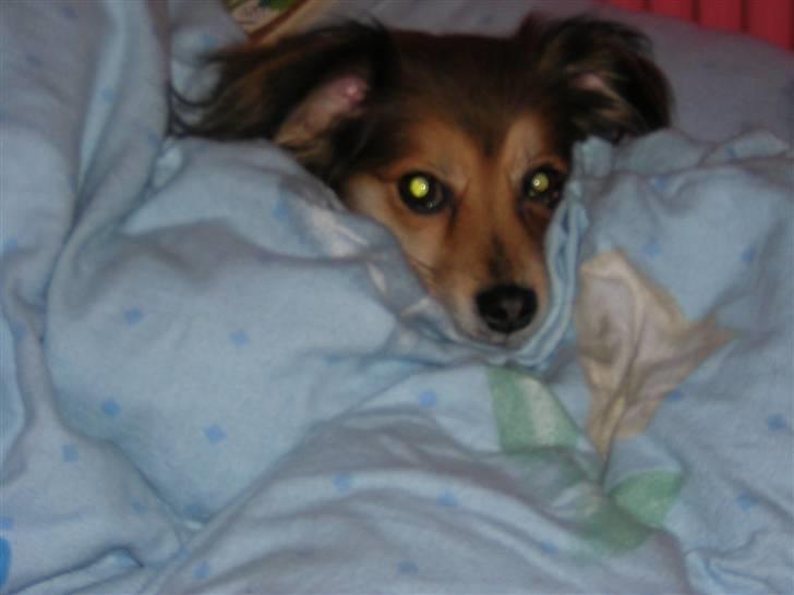 Blanding af racer Tulla *Min søsters* - Stakkels Tulla! Fra dengang hun havde sår ved venstre øje :( Det var en anden løsgående hund der bed hende :´( billede 20