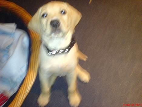 Labrador retriever (Formel 1) Kata billede 2