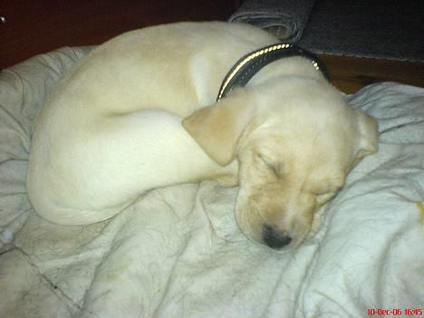 Labrador retriever (Formel 1) Kata - Dagen hvor kata skulle med hjem ... ( Træt efter en god lege tur ) billede 3