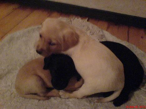 Labrador retriever (Formel 1) Kata - Kata og nogle af hans søskende billede 4