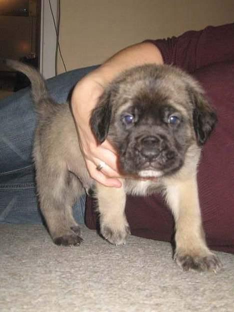 Mastiff Brutus billede 1