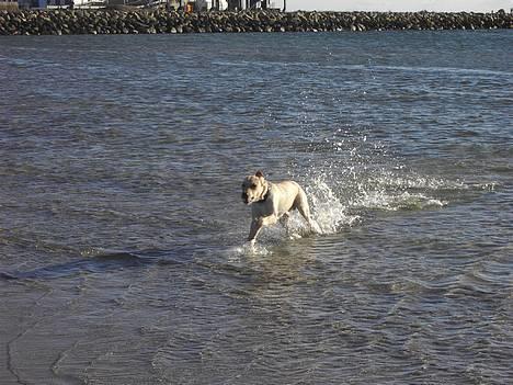 Labrador retriever (Formel 1) Kata - Elsker Vand billede 7